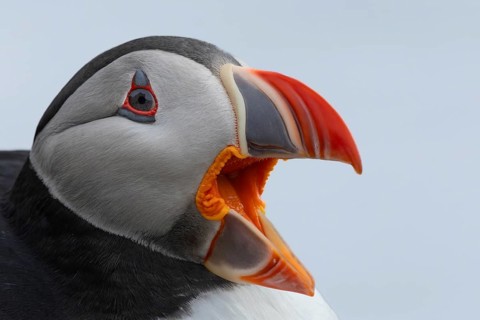 Puffin (Fratercula arctica) side view of the head with wide open beak against a white background,