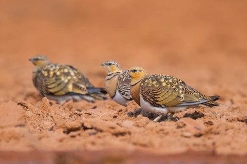 Pin-tailed Sandgrouse (Pterocles alchata) on a farmers field, Belchite, Aragon, Saragossa, Spain