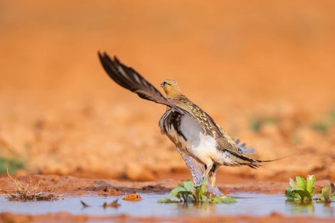 Pin-tailed Sandgrouse (Pterocles alchata) flying on a farmers field at a water pool, Belchite,