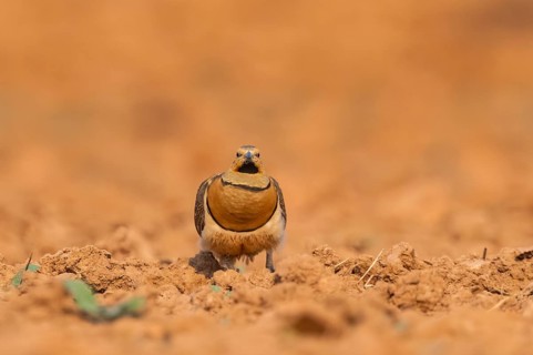 Pin-tailed Sandgrouse (Pterocles alchata) on a farmers field, Belchite, Aragon, Saragossa, Spain