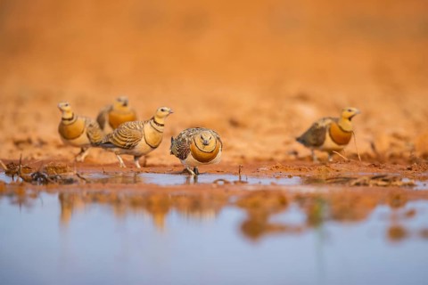 Pin-tailed Sandgrouse (Pterocles alchata) on a farmers field at a water pool, Belchite, Aragon,
