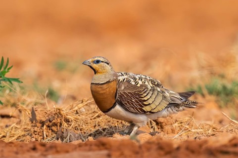 Pin-tailed Sandgrouse (Pterocles alchata) on a farmers field, Belchite, Aragon, Saragossa, Spain