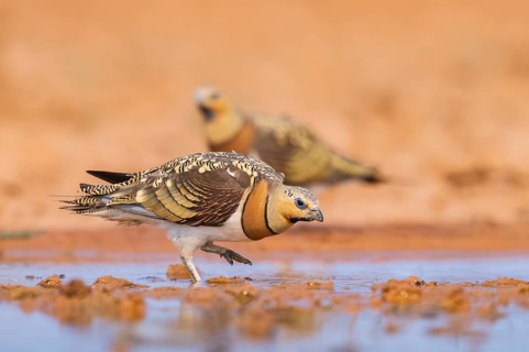 Pin-tailed Sandgrouse (Pterocles alchata) on a farmers field at a water pool, Belchite, Aragon,