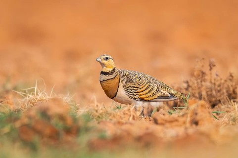 Pin-tailed Sandgrouse (Pterocles alchata) on a farmers field, Belchite, Aragon, Saragossa, Spain