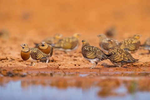 Pin-tailed Sandgrouse (Pterocles alchata) on a farmers field at a water pool, Belchite, Aragon,