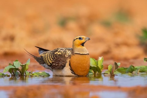 Pin-tailed Sandgrouse (Pterocles alchata) on a farmers field at a water pool, Belchite, Aragon,