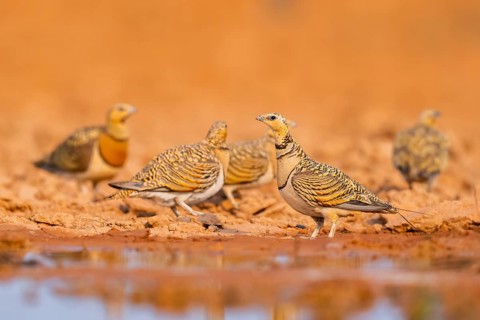 Pin-tailed Sandgrouse (Pterocles alchata) on a farmers field at a water pool, Belchite, Aragon,