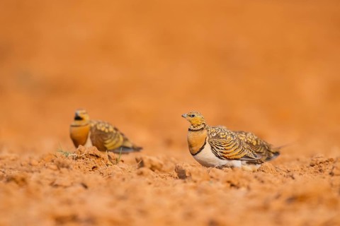 Pin-tailed Sandgrouse (Pterocles alchata) on a farmers field, Belchite, Aragon, Saragossa, Spain
