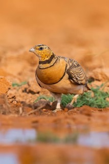 Pin-tailed Sandgrouse (Pterocles alchata) on a farmers field at a water pool, Belchite, Aragon,