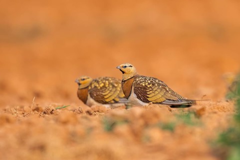 Pin-tailed Sandgrouse (Pterocles alchata) on a farmers field, Belchite, Aragon, Saragossa, Spain