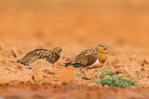 Pin-tailed Sandgrouse (Pterocles alchata) on a farmers field, Belchite, Aragon, Saragossa, Spain