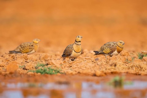 Pin-tailed Sandgrouse (Pterocles alchata) on a farmers field at a water pool, Belchite, Aragon,
