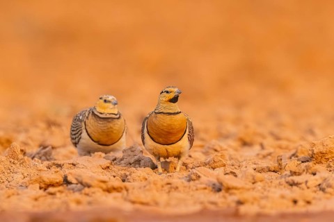 Pin-tailed Sandgrouse (Pterocles alchata) on a farmers field, Belchite, Aragon, Saragossa, Spain