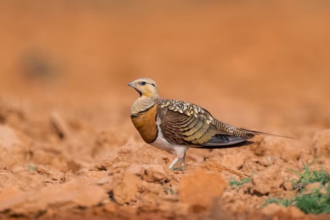 Pin-tailed Sandgrouse (Pterocles alchata) on a farmers field, Belchite, Aragon, Saragossa, Spain