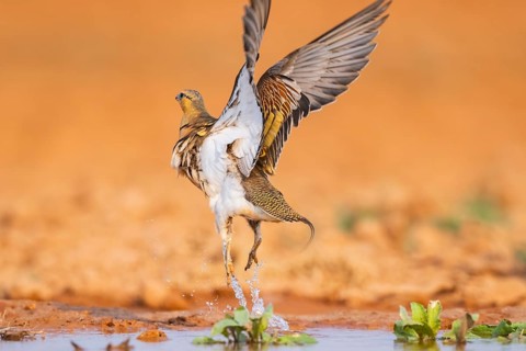 Pin-tailed Sandgrouse (Pterocles alchata) flying on a farmers field at a water pool, Belchite,