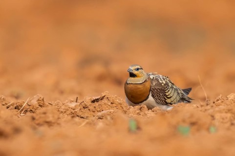 Pin-tailed Sandgrouse (Pterocles alchata) on a farmers field, Belchite, Aragon, Saragossa, Spain