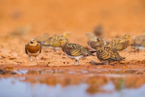 Pin-tailed Sandgrouse (Pterocles alchata) on a farmers field at a water pool, Belchite, Aragon,