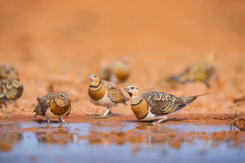 Pin-tailed Sandgrouse (Pterocles alchata) on a farmers field drinking at a water pool, Belchite,