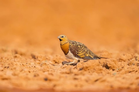 Pin-tailed Sandgrouse (Pterocles alchata) on a farmers field, Belchite, Aragon, Saragossa, Spain