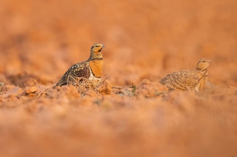Pin-tailed Sandgrouse (Pterocles alchata) on a farmers field, Belchite, Aragon, Saragossa, Spain