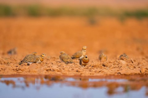 Pin-tailed Sandgrouse (Pterocles alchata) on a farmers field at a water pool, Belchite, Aragon,