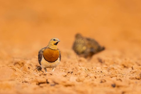 Pin-tailed Sandgrouse (Pterocles alchata) on a farmers field, Belchite, Aragon, Saragossa, Spain