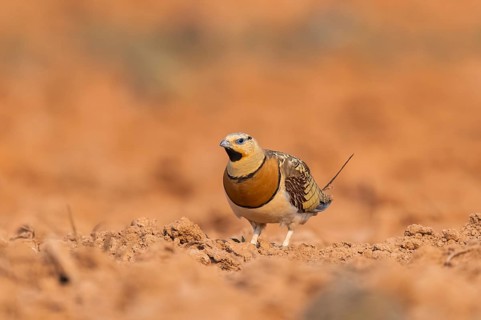 Pin-tailed Sandgrouse (Pterocles alchata) on a farmers field, Belchite, Aragon, Saragossa, Spain