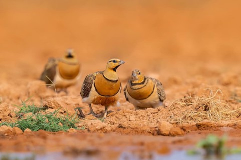 Pin-tailed Sandgrouse (Pterocles alchata) on a farmers field at a water pool, Belchite, Aragon,