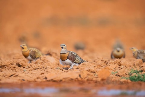 Pin-tailed Sandgrouse (Pterocles alchata) on a farmers field at a water pool, Belchite, Aragon,