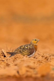 Pin-tailed Sandgrouse (Pterocles alchata) on a farmers field, Belchite, Aragon, Saragossa, Spain