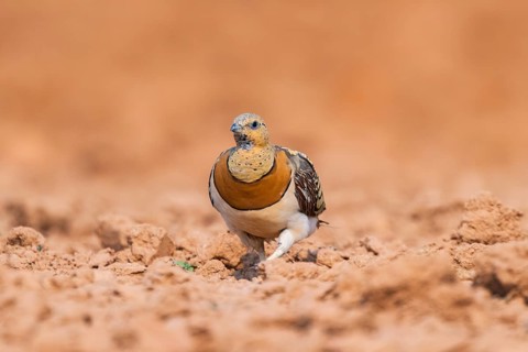 Pin-tailed Sandgrouse (Pterocles alchata) on a farmers field, Belchite, Aragon, Saragossa, Spain