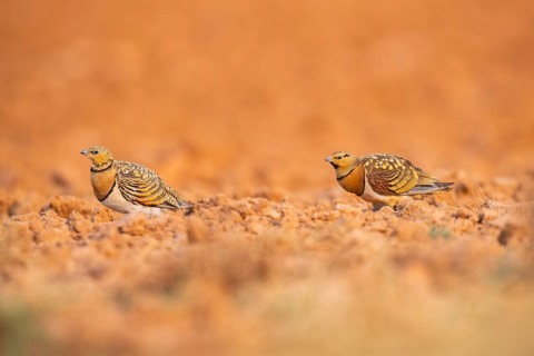 Pin-tailed Sandgrouse (Pterocles alchata) on a farmers field, Belchite, Aragon, Saragossa, Spain
