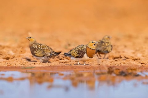 Pin-tailed Sandgrouse (Pterocles alchata) on a farmers field at a water pool, Belchite, Aragon,