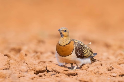 Pin-tailed Sandgrouse (Pterocles alchata) on a farmers field, Belchite, Aragon, Saragossa, Spain