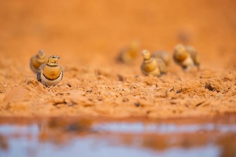 Pin-tailed Sandgrouse (Pterocles alchata) on a farmers field at a water pool, Belchite, Aragon,