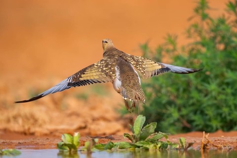 Pin-tailed Sandgrouse (Pterocles alchata) flying on a farmers field at a water pool, Belchite,