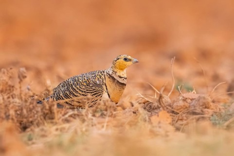 Pin-tailed Sandgrouse (Pterocles alchata) on a farmers field, Belchite, Aragon, Saragossa, Spain