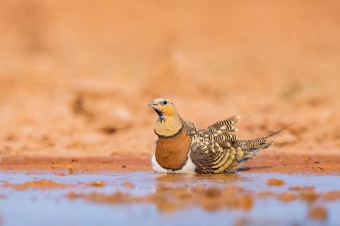 Pin-tailed Sandgrouse (Pterocles alchata) on a farmers field drinking at a water pool, Belchite,