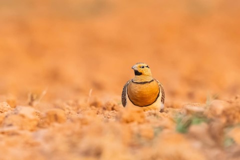 Pin-tailed Sandgrouse (Pterocles alchata) on a farmers field, Belchite, Aragon, Saragossa, Spain