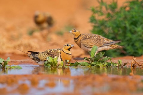 Pin-tailed Sandgrouse (Pterocles alchata) on a farmers field at a water pool, Belchite, Aragon,
