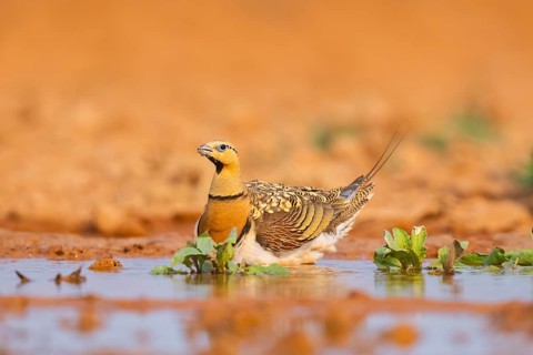 Pin-tailed Sandgrouse (Pterocles alchata) on a farmers field at a water pool, Belchite, Aragon,