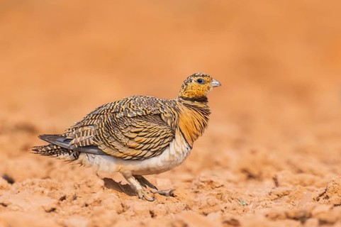 Pin-tailed Sandgrouse (Pterocles alchata) on a farmers field, Belchite, Aragon, Saragossa, Spain