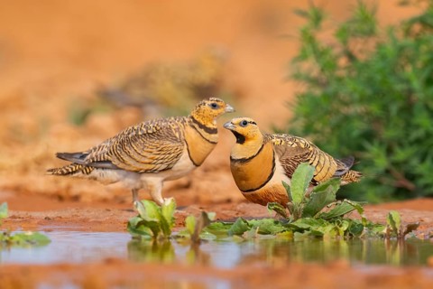 Pin-tailed Sandgrouse (Pterocles alchata) on a farmers field at a water pool, Belchite, Aragon,