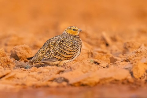 Pin-tailed Sandgrouse (Pterocles alchata) on a farmers field, Belchite, Aragon, Saragossa, Spain