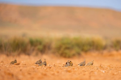 Pin-tailed Sandgrouse (Pterocles alchata) on a farmers field, Belchite, Aragon, Saragossa, Spain