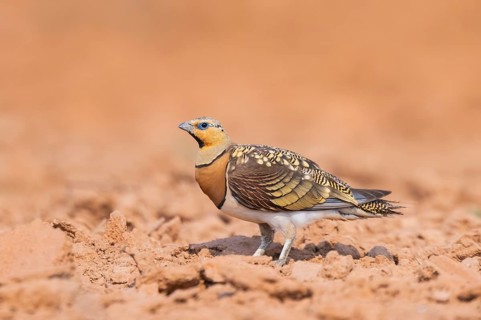Pin-tailed Sandgrouse (Pterocles alchata) on a farmers field, Belchite, Aragon, Saragossa, Spain