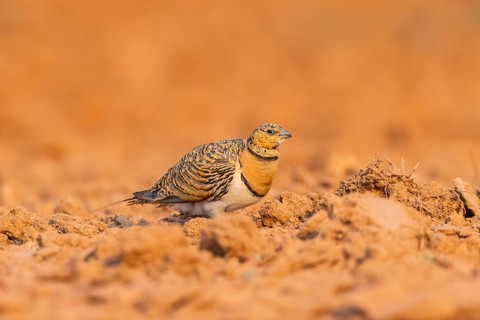 Pin-tailed Sandgrouse (Pterocles alchata) on a farmers field, Belchite, Aragon, Saragossa, Spain