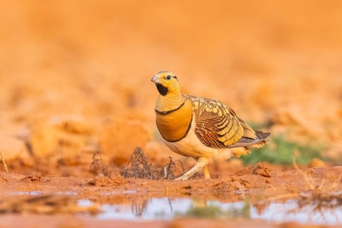 Pin-tailed Sandgrouse (Pterocles alchata) on a farmers field at a water pool, Belchite, Aragon,
