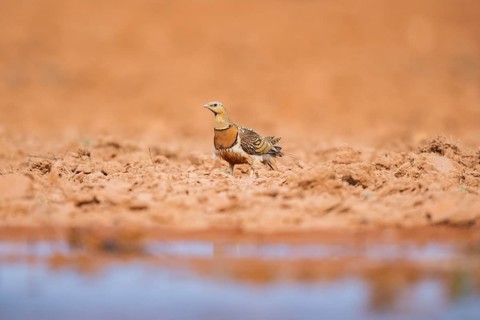Pin-tailed Sandgrouse (Pterocles alchata) on a farmers field at a water pool, Belchite, Aragon,