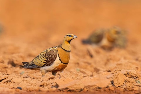 Pin-tailed Sandgrouse (Pterocles alchata) on a farmers field, Belchite, Aragon, Saragossa, Spain